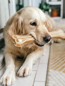 golden-retriever-and-a-bone_t20_xRYnmB